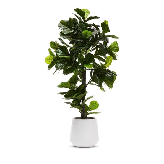 Fiddle Fig Potted Plant 190cm