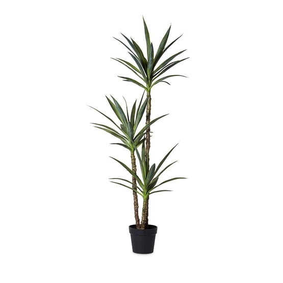Heneken Potted Plant 150cm