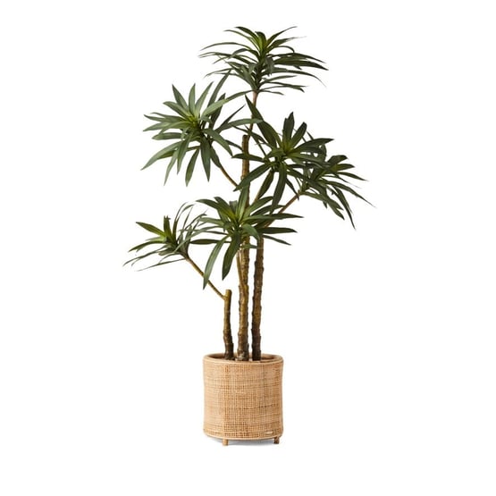 Evergreen 6 Stem Yucca Plant 122cm