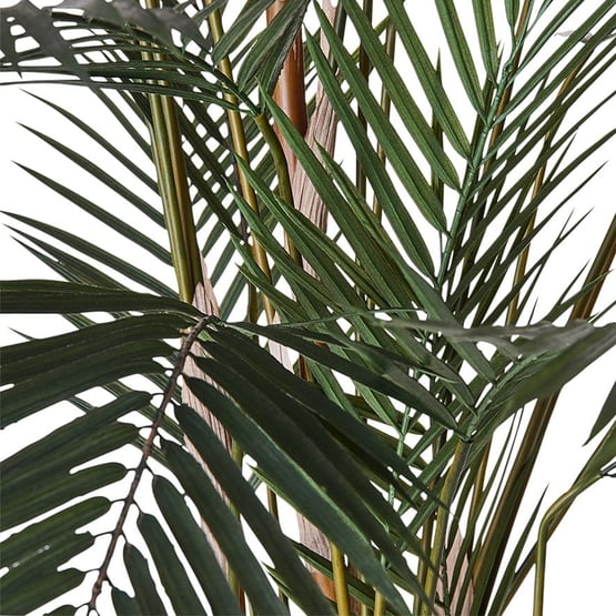 Evergreen Green Palm Tree