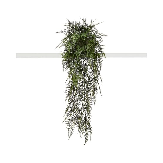 Asparagus Fern