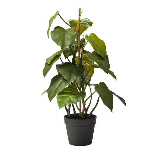 Staked Philodendron 71cm