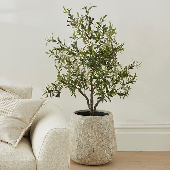 Green Olive Tree 125cm