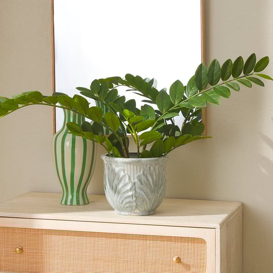 Potted Green Zanzibar Fern