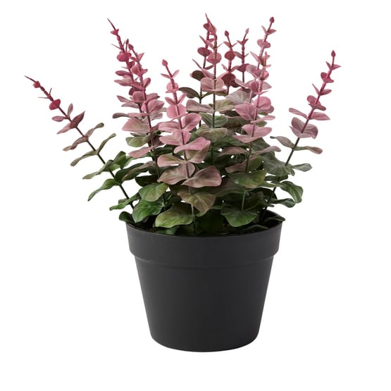 Pink Tip Potted Eucalyptus