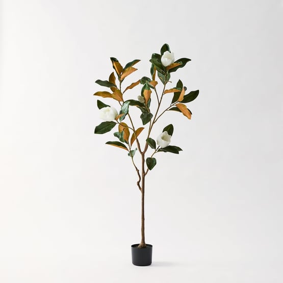 White & Green Potted Magnolia Tree 150cm