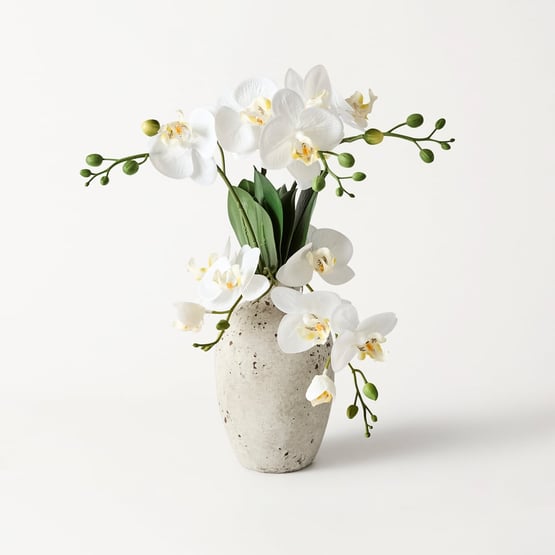 White Phalaenopsis 5 Spray in Ceramic Pot