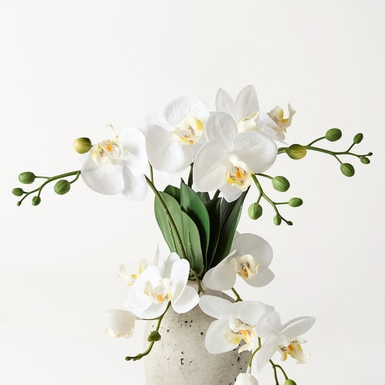 White Phalaenopsis 5 Spray in Ceramic Pot