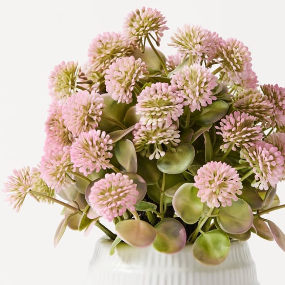 Pink Globe Amaranth Flowers in Ceramic Vase